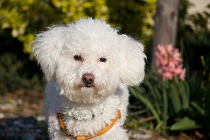 Hundehalsband selber machen: Anleitung und Produkte