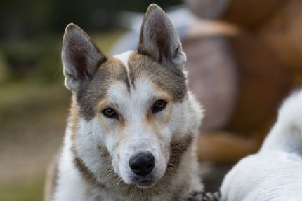 10 Empfehlungen für ein Anti Zug Geschirr fürn Hund