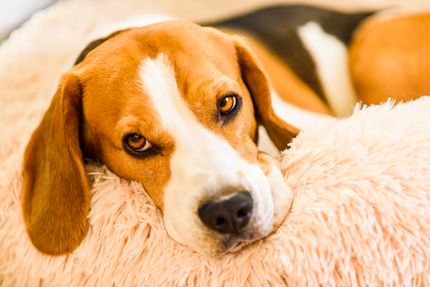 Wolke 7 Erfahrungsbericht - Hundebett kuschelig