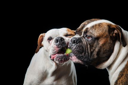 Alterskrankheiten bei Hunden