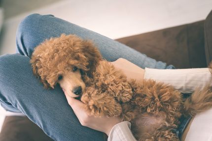 The importance of cuddling for dogs