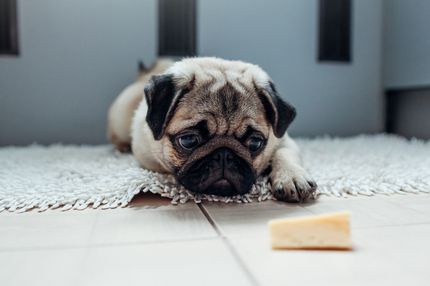 Can dogs eat cheese? A detailed guide