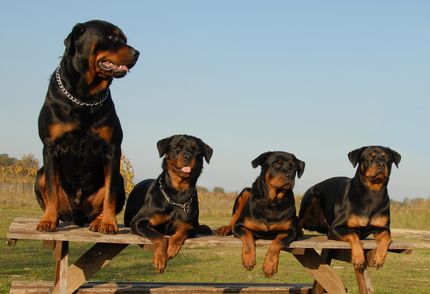 Is the Rottweiler aggressive or dangerous?