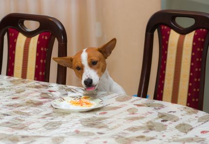 Sauerkraut for the dog: natural problem solver for swallowing foreign bodies?