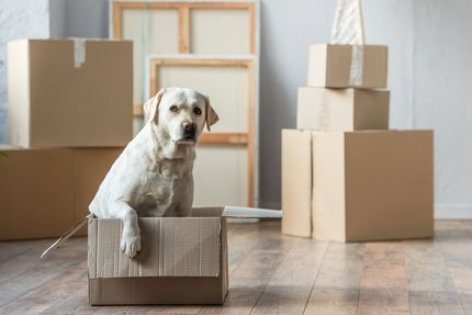 Stress-free acclimatization after the move: your dog in the new environment