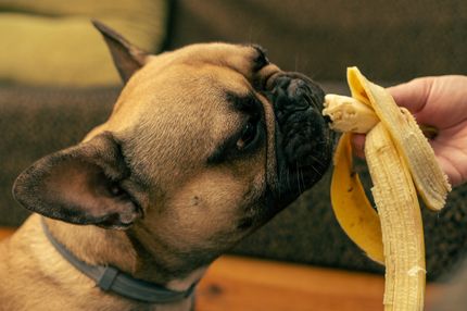 Can my dog eat a banana?