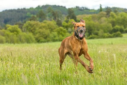 Measure muzzle for the dog