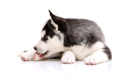Why your dog nibbles its claws