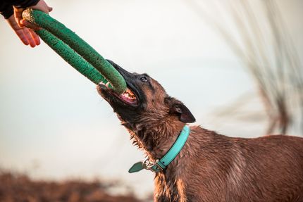 DIY dog toys: creative craft ideas for indoors and outdoors