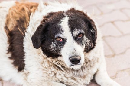 Why are my dog's eyes so red?