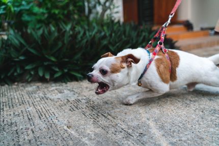 Rabies in dogs - rabies vaccination and signs that your dog is affected