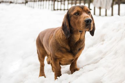 3 tips for snowshoeing with dog