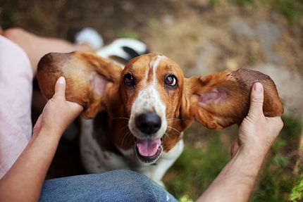 Calm dog breeds - list & what makes them so special