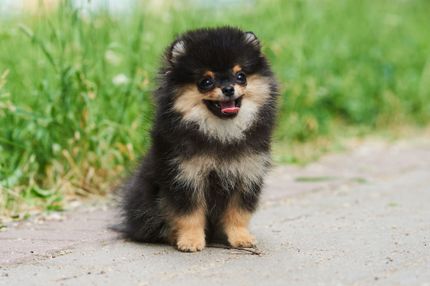 10 fluffy little dog breeds: Discover cuddly companions