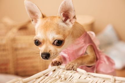 The 12 smallest dog breeds in the world