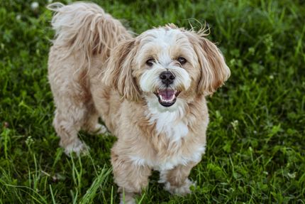 The fluffiest dog breeds 2023