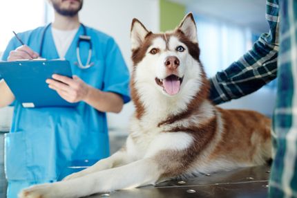 How much does a vet visit cost for a dog?