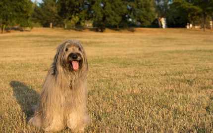 60 Spanish dog names - our favorites