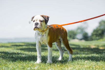 4 tips against stress on the leash - when master, mistress and dog relaxed walk.