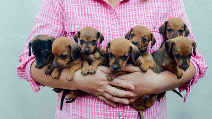 Dog breeder in Bavaria