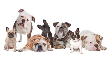 Bulldogs: Discover the different species incl. pictures