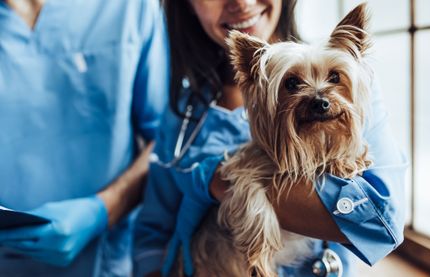 First aid for dogs - everything you should know