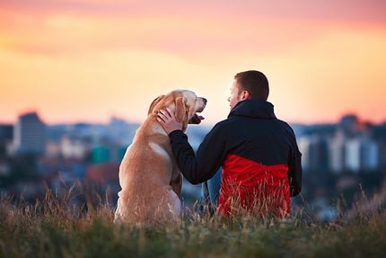 Labrador as a therapy dog - procedure, costs, where, how, what and why just a Labrador