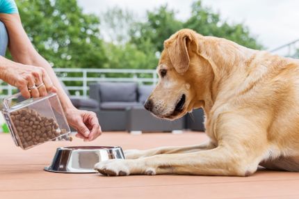 Dry food or wet food for the dog - which is the better option