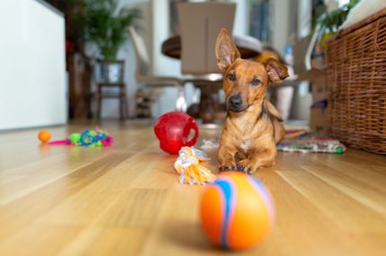 3 tips for playing ball with the dog