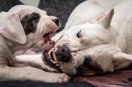 Fighting dogs: top 10 controversial dog breeds revealed