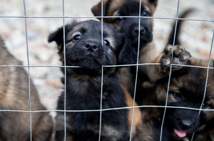 Dog kennel: building, buying, advantages, tips