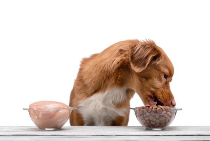 Dry dog food vs. wet food - which makes more sense? Which is healthier?