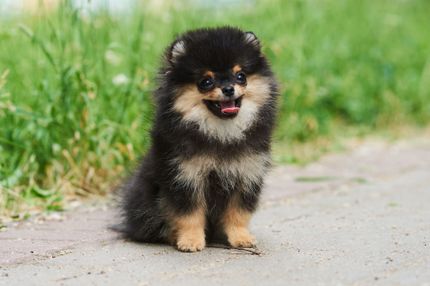 15 Cute dogs: adorable dog breeds with pictures