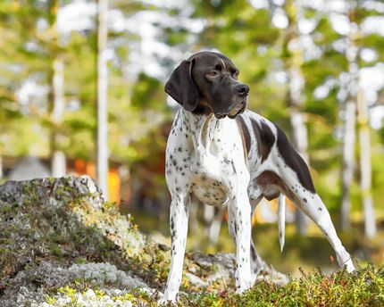 The 10 most beautiful hiking routes with dog in Germany