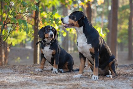 The 5 Swiss Mountain Dogs in portrait with pictures
