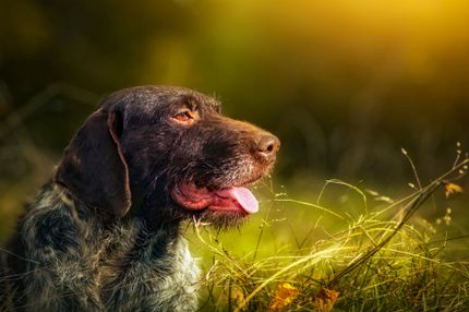 German Hunting Dogs: Info about the top 5 breeds incl. pictures
