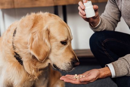 Optimal food supplement for dogs