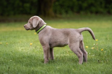 Silver Labrador - buying, breeders and information