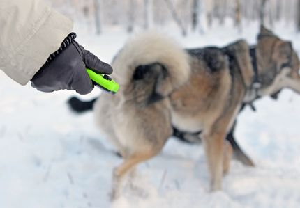 Recall dog: instructions for reliable recall