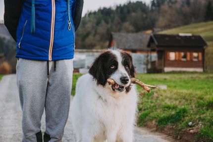 Vacation in the Salzkammergut with dog