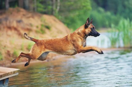 Going to the lake with your dog: Austrian dog beaches at the lake