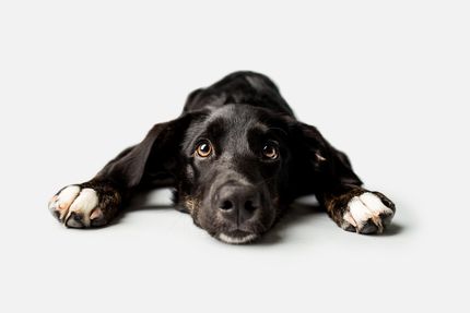 Heart disease in dogs - diagnosis & control