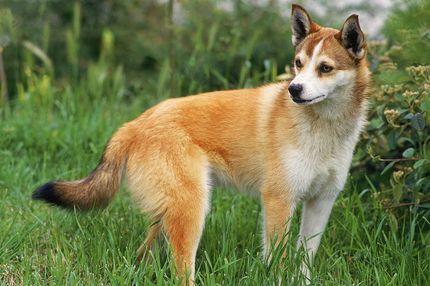 6 Dogs that look like a fox