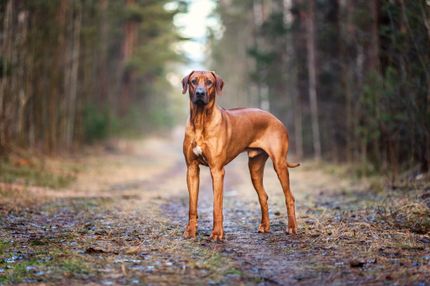 Unique dog names for males - Find the perfect name