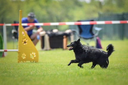 How to become a professional dog trainer