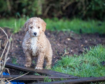 9 Water dogs: origin, character and care