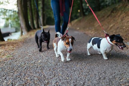 Relaxed walking on the leash despite other dogs - 3 tips for leash leadership
