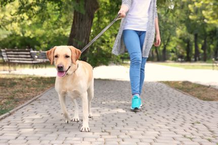 Hiking with dog in South Tyrol - the best and most beautiful routes for you and your four-legged friend