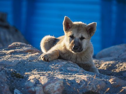 ¿Durante cuánto tiempo debes alimentar a un cachorro? Guía completa