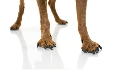 Librela: un revolucionario alivio del dolor para perros con artrosis